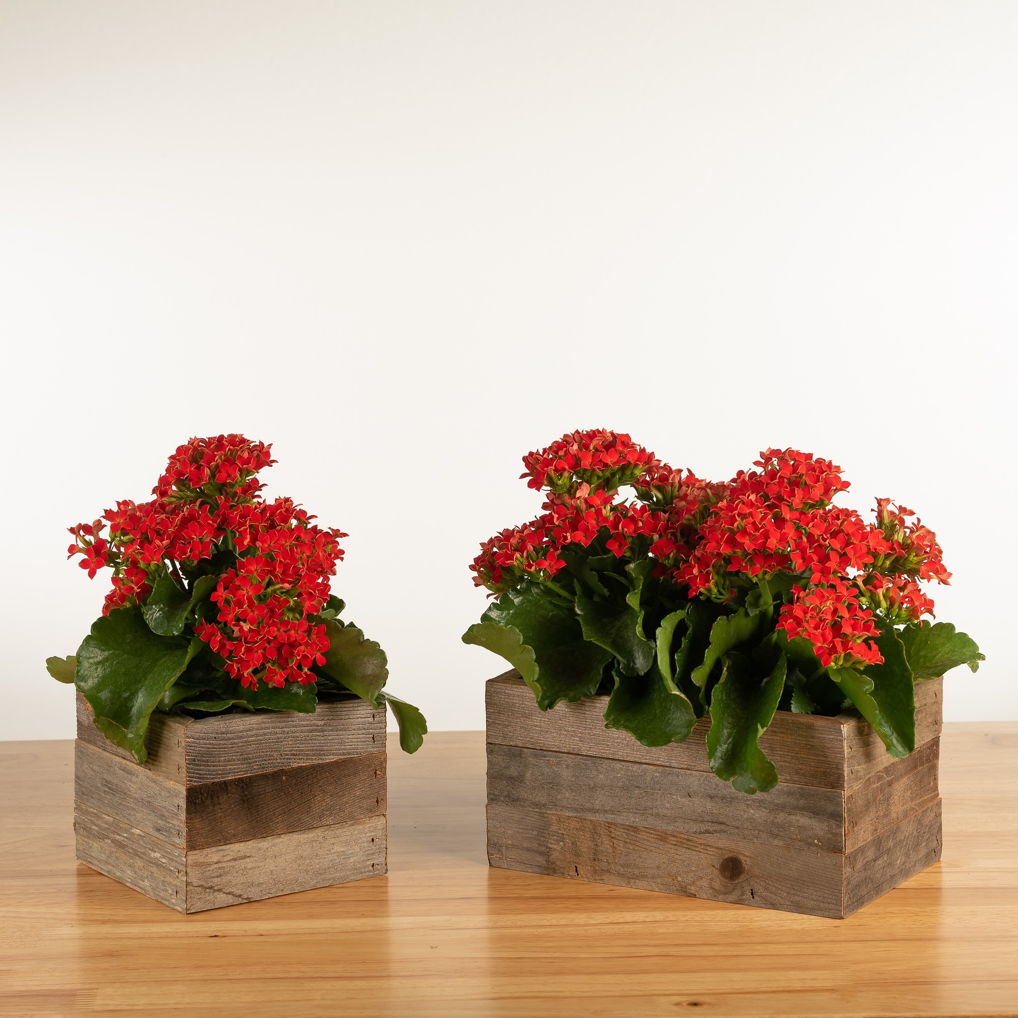 Live Kalanchoe in Reclaimed Wood Planter, 4