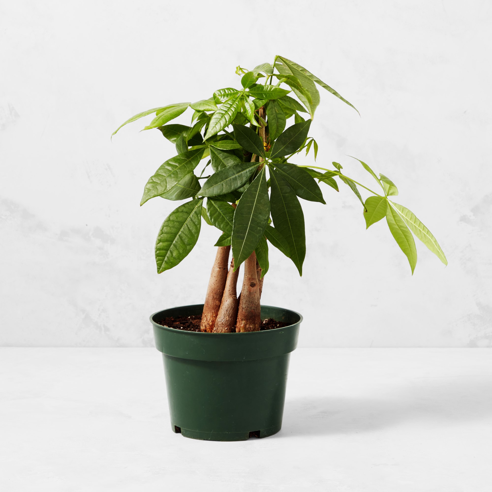 Live Money Tree House Plant, 18-20