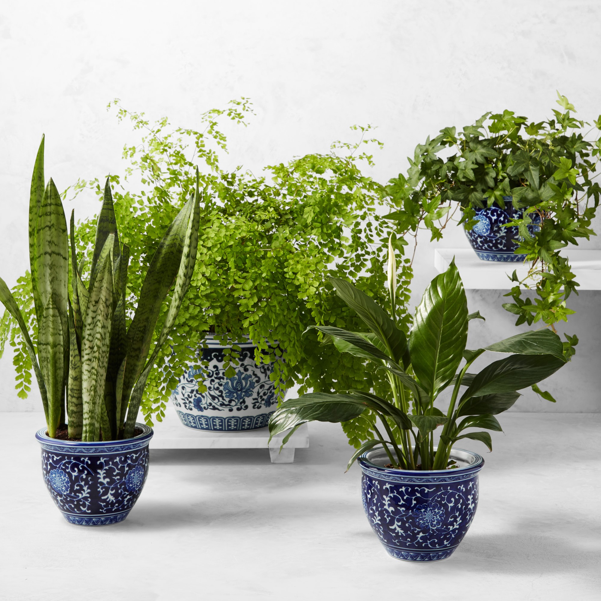 Live Sansevieria Snake House Plant, 16-20