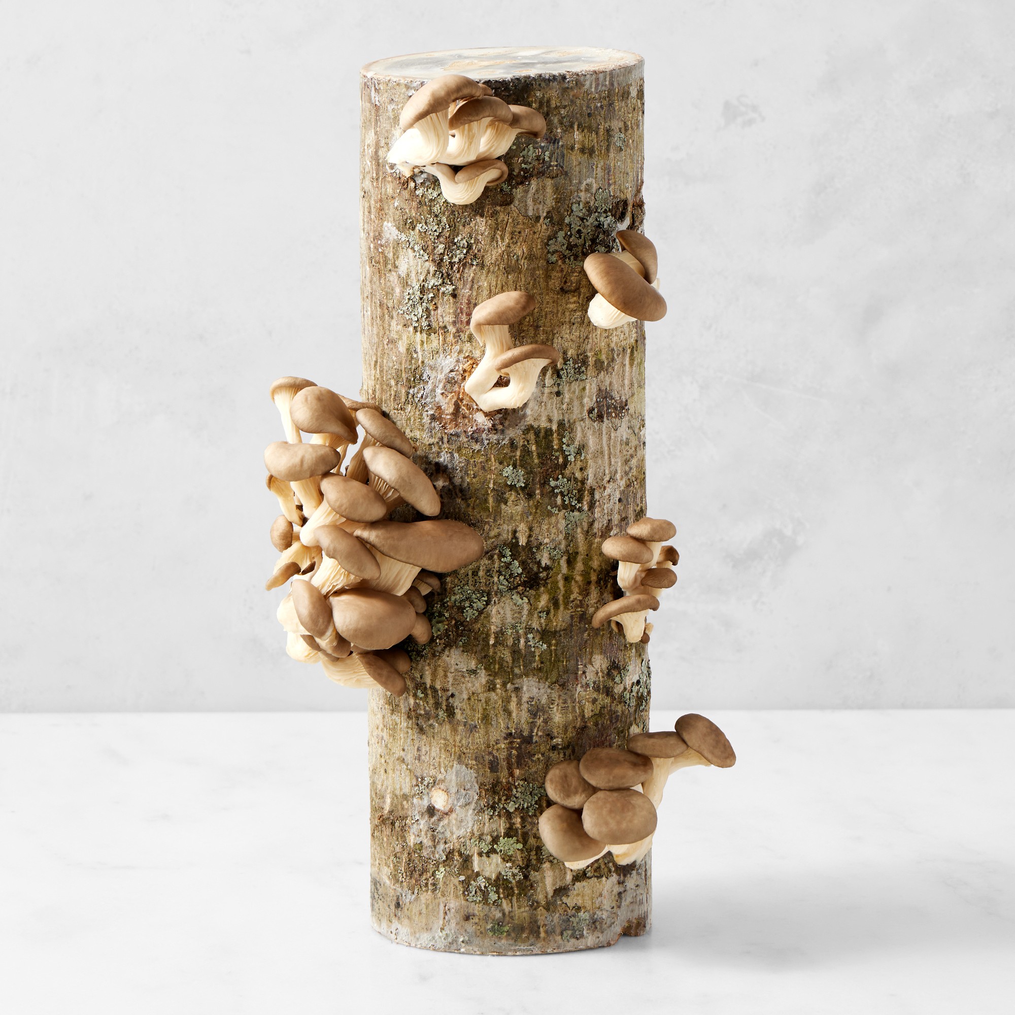 Oyster Mushroom Log Kit