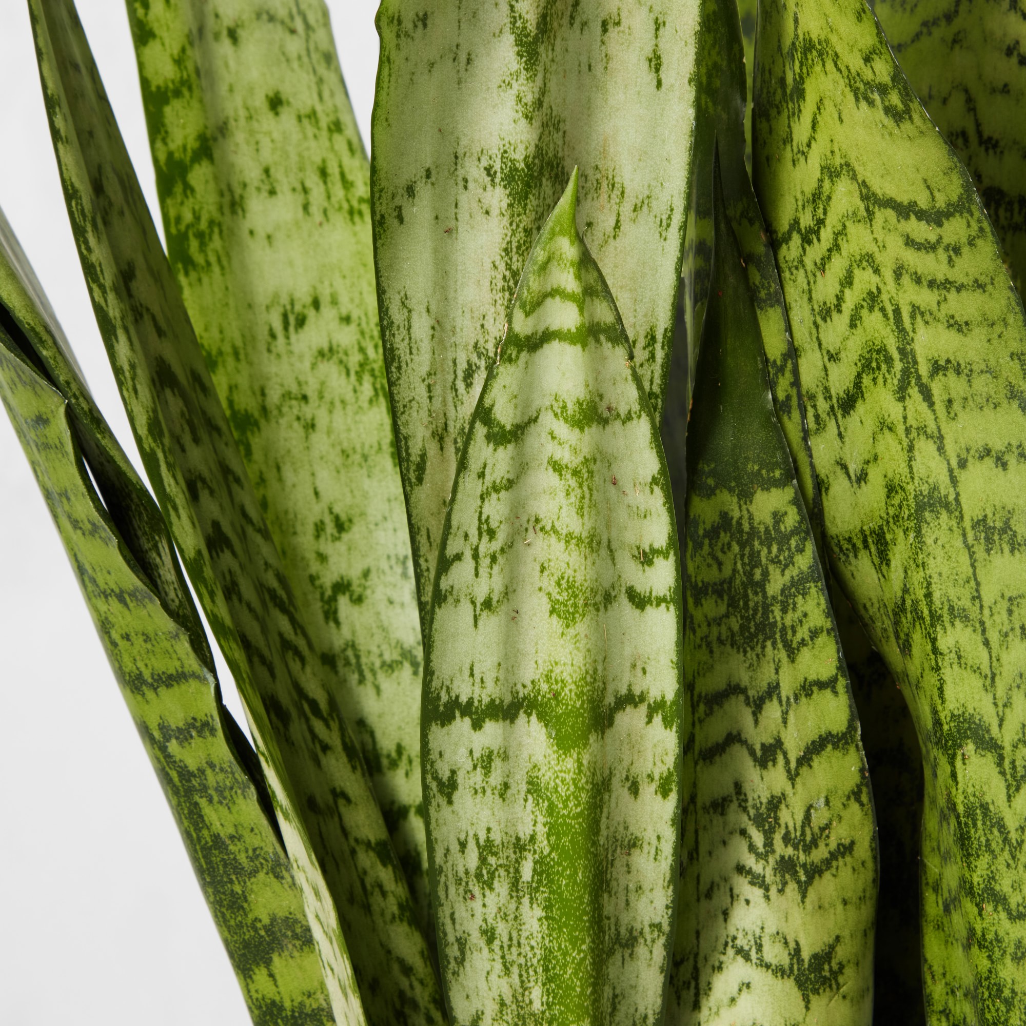 Live Sansevieria Snake House Plant, 16-20