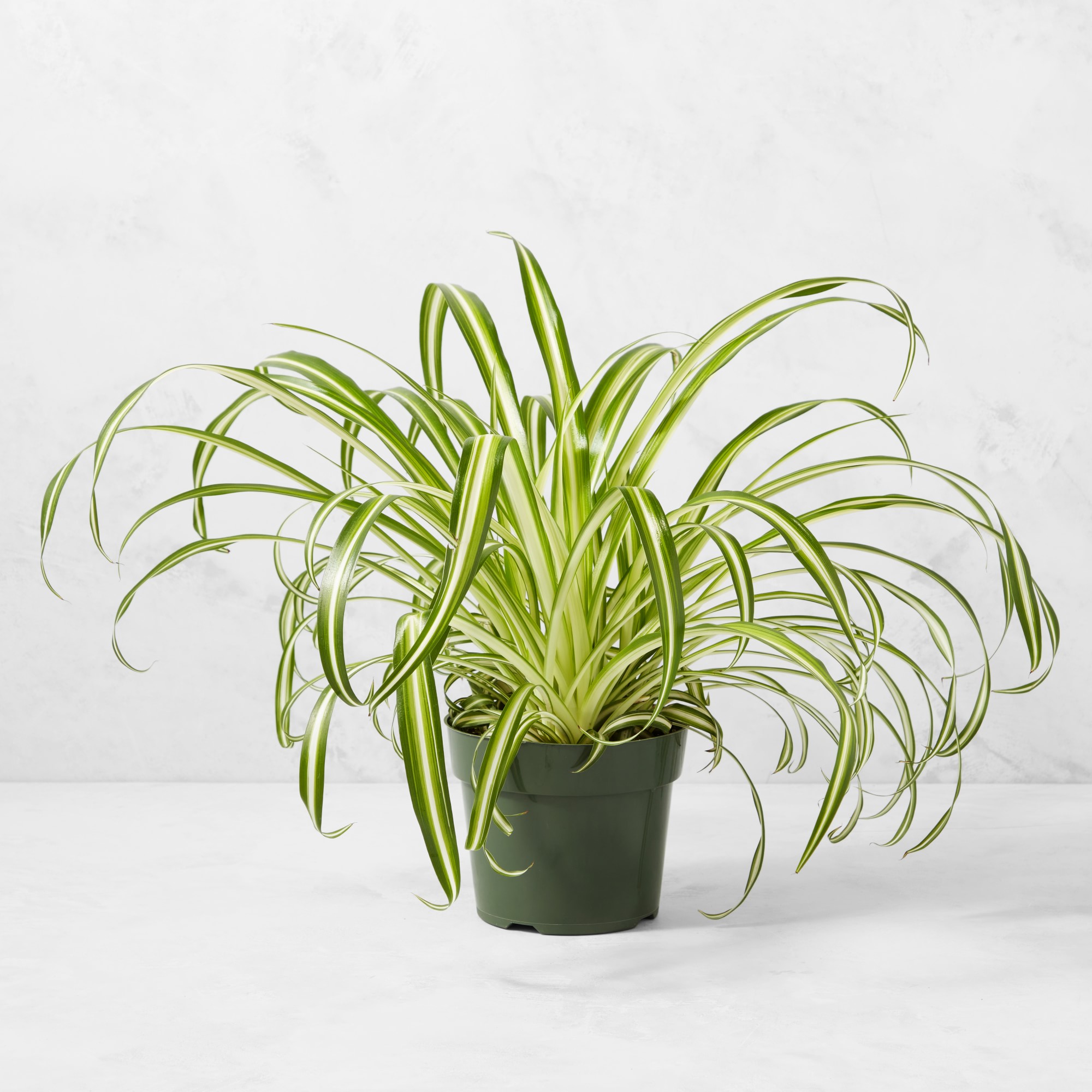 Live Spider House Plant, 12