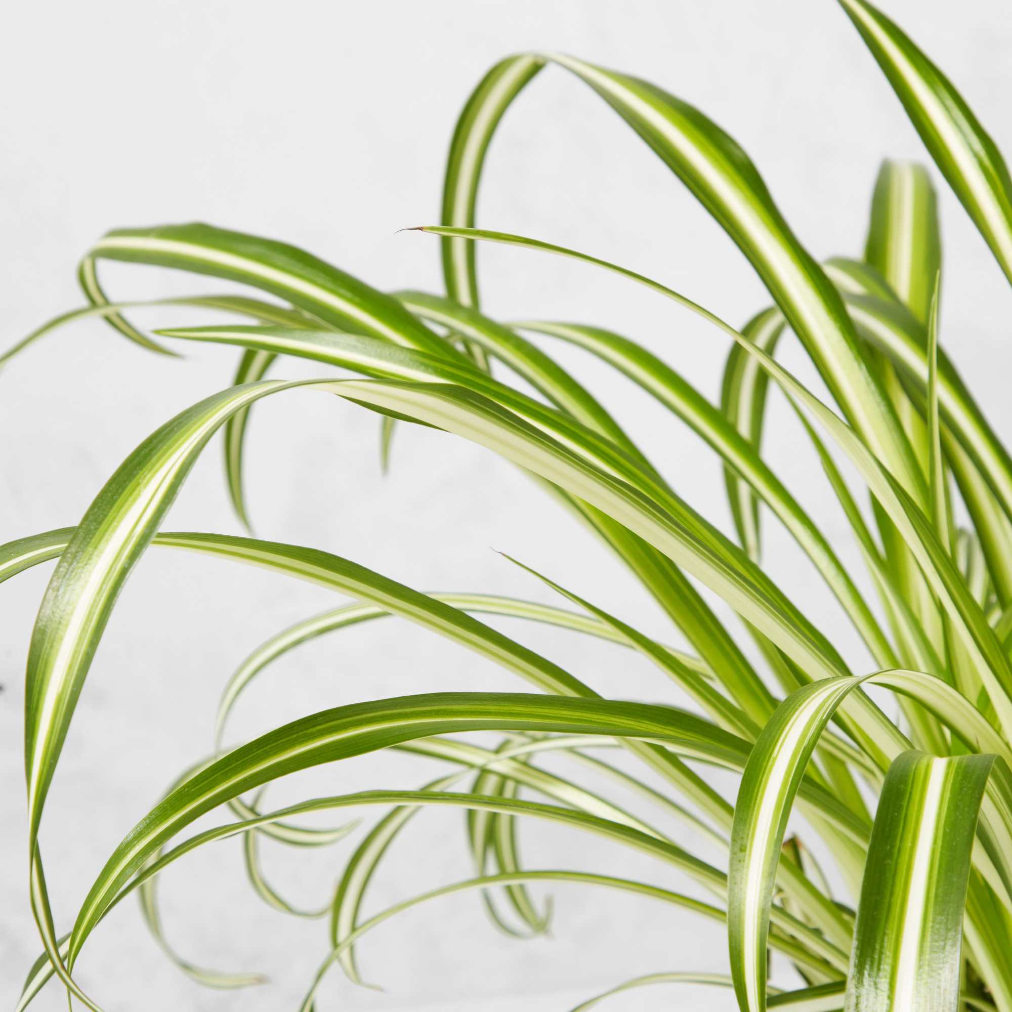 Live Spider House Plant, 12