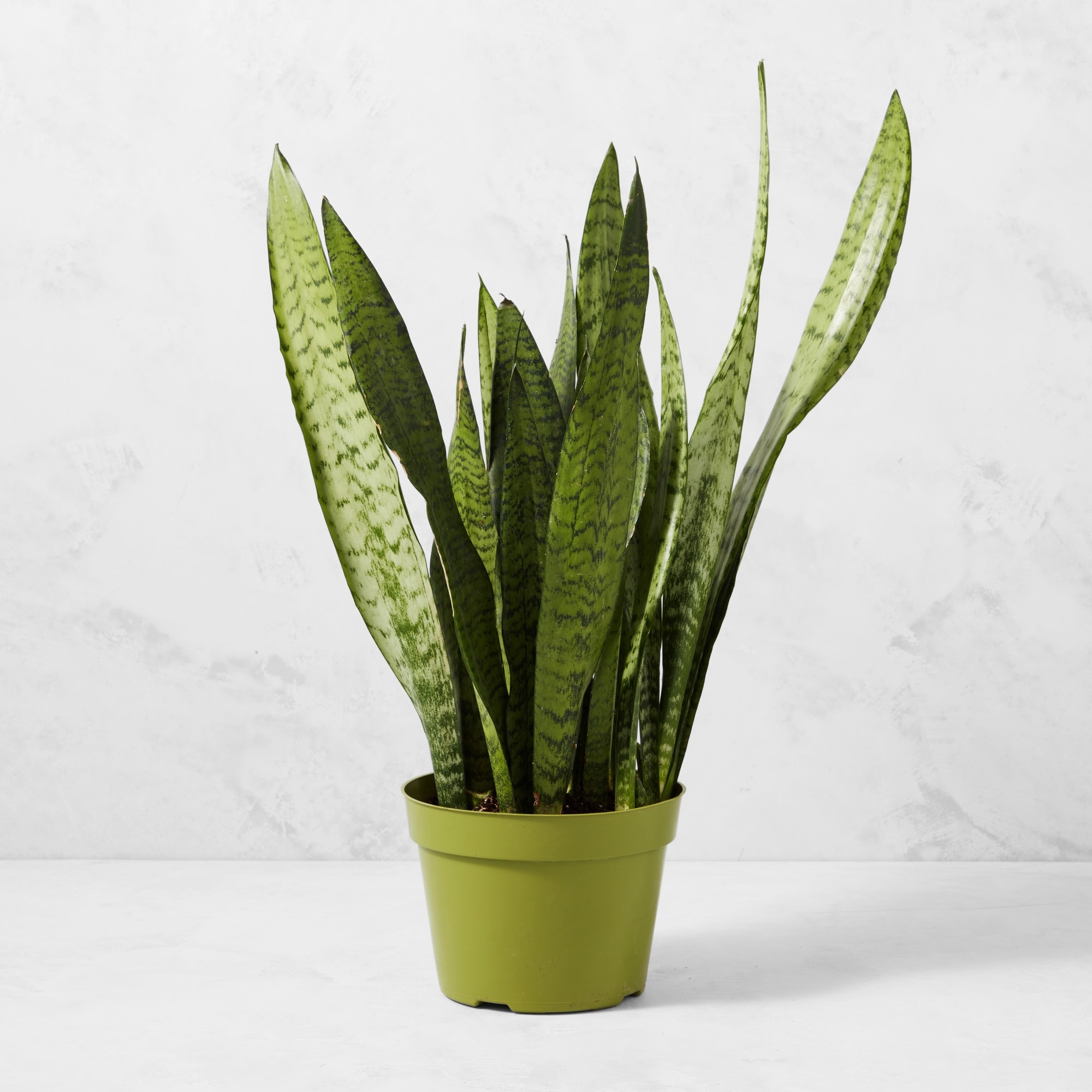 Live Sansevieria Snake House Plant, 16-20