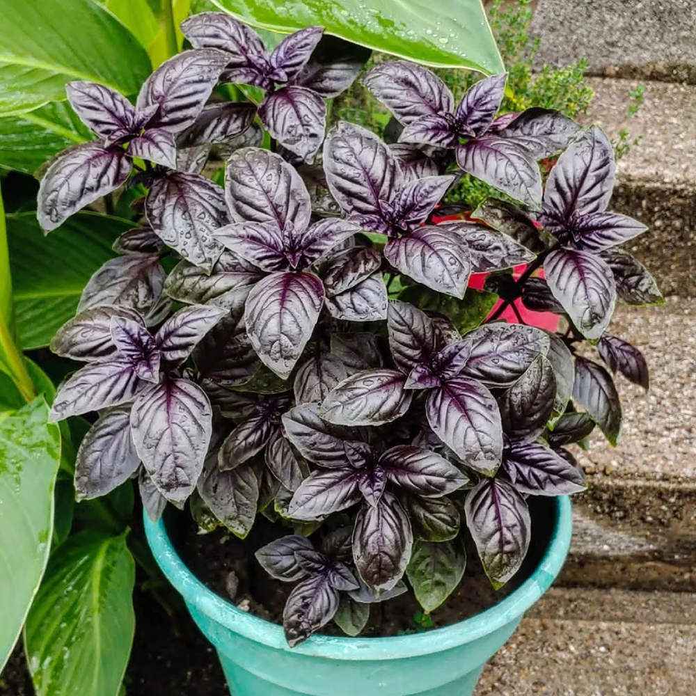 Vanilla seeds, vanilla plant seeds, vegetable seeds, greenhouse balcony garden gifts, potted plants, outdoor garden plants, winter hard perennial seeds 400pcs