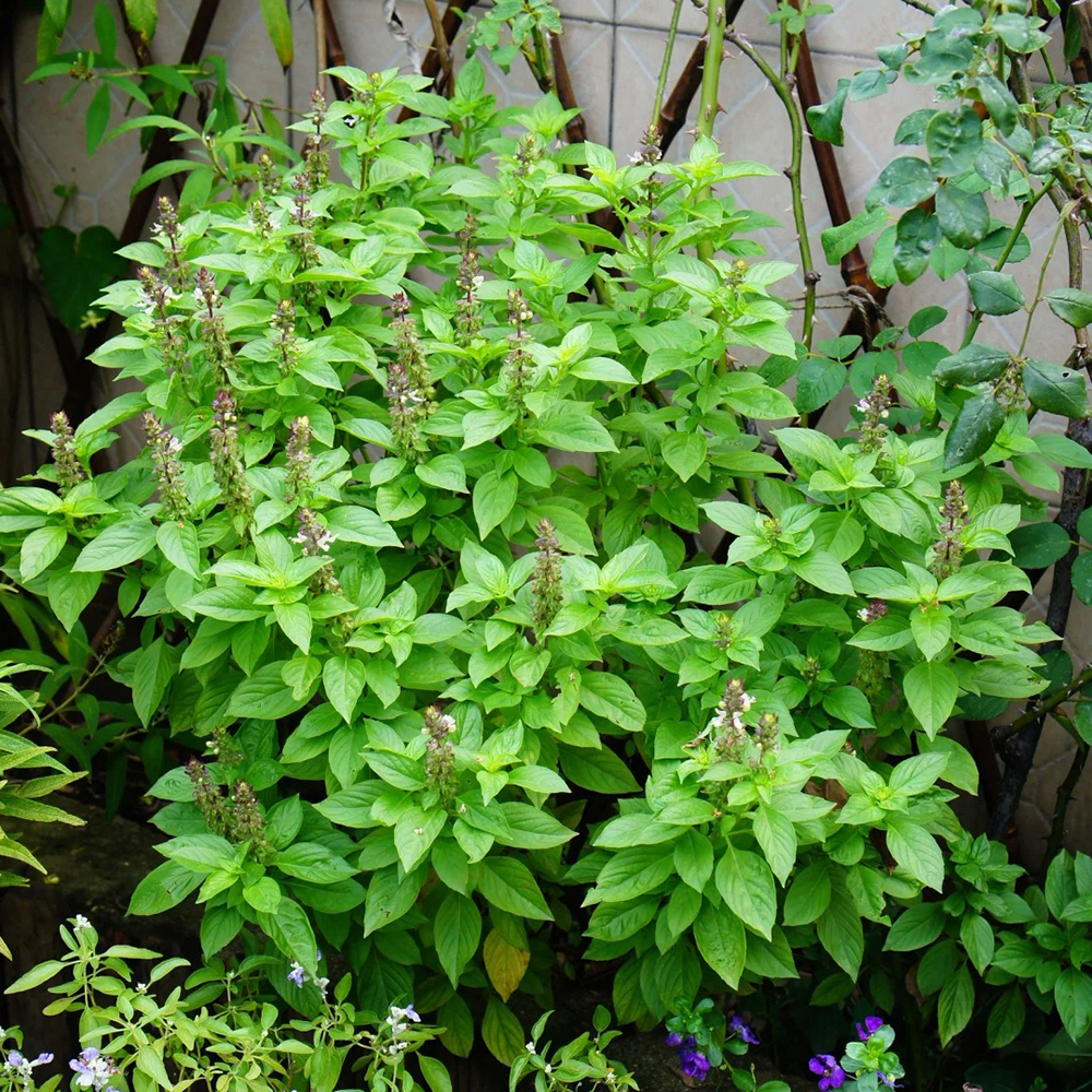 Vanilla seeds, vanilla plant seeds, shrubs resistant to winter for many years, garden decorations, potted shade plants, outdoor and indoor plant gardening decorations, plants in sunny places 250pcs