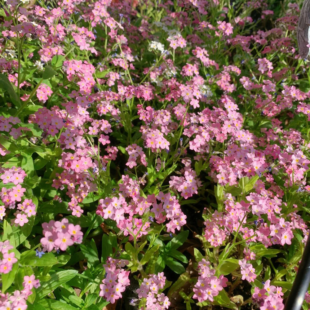 Forget me not seeds, don't forget plant seeds, garden plants are hard perennial in winter, outdoor balcony plants, sunny places, flower seeds are perennial 200pcs