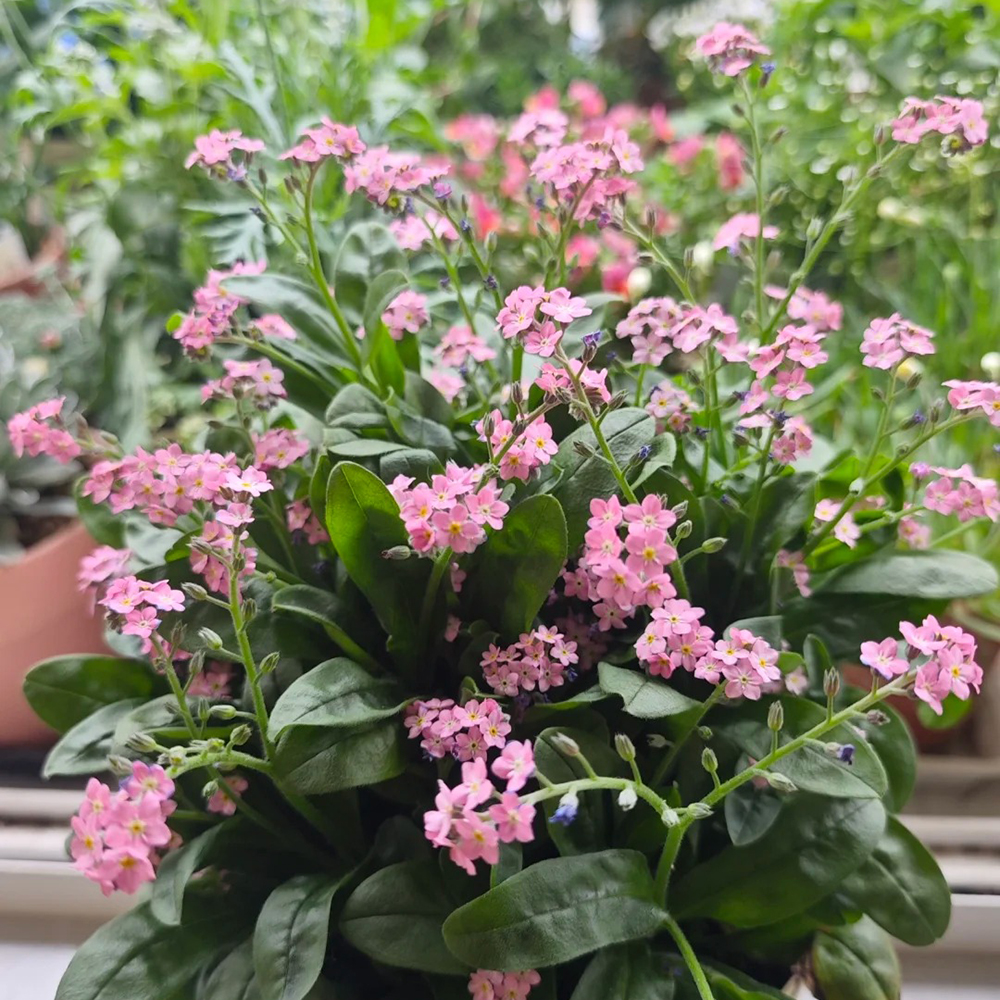 Forget me not seeds, don't forget plant seeds, garden plants are hard perennial in winter, outdoor balcony plants, sunny places, flower seeds are perennial 200pcs