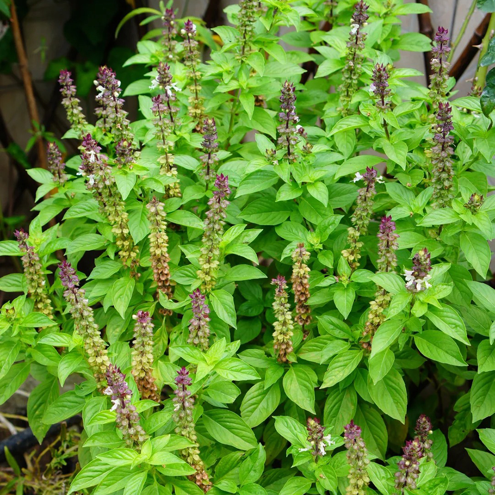 Vanilla seeds, vanilla plant seeds, shrubs resistant to winter for many years, garden decorations, potted shade plants, outdoor and indoor plant gardening decorations, plants in sunny places 250pcs