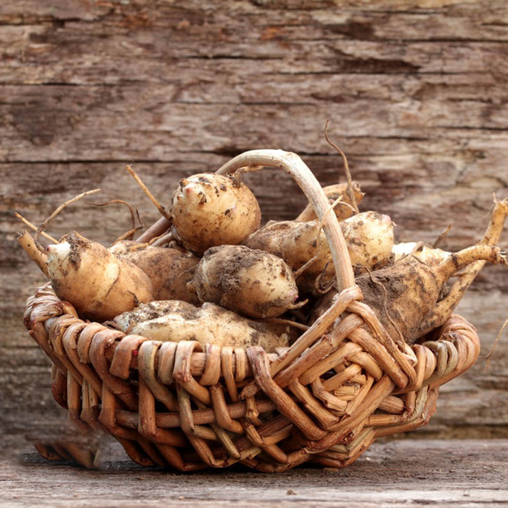 25pc jerusalem artichokes for planting,Fresh Sunchoke Bulbs for Eating or Planting,Fresh Organic