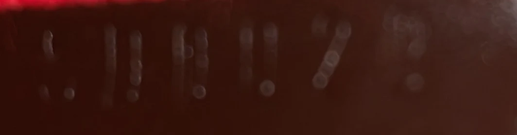 Eva Handbag Damier - Deep Luxury