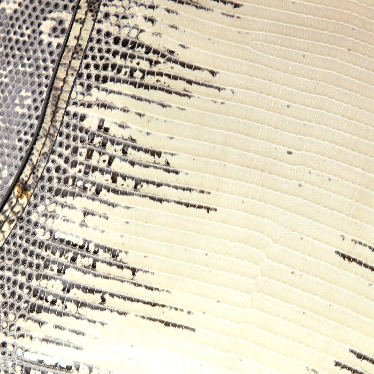 Clasp Crossbody Bag Lizard Mini - Deep Luxury