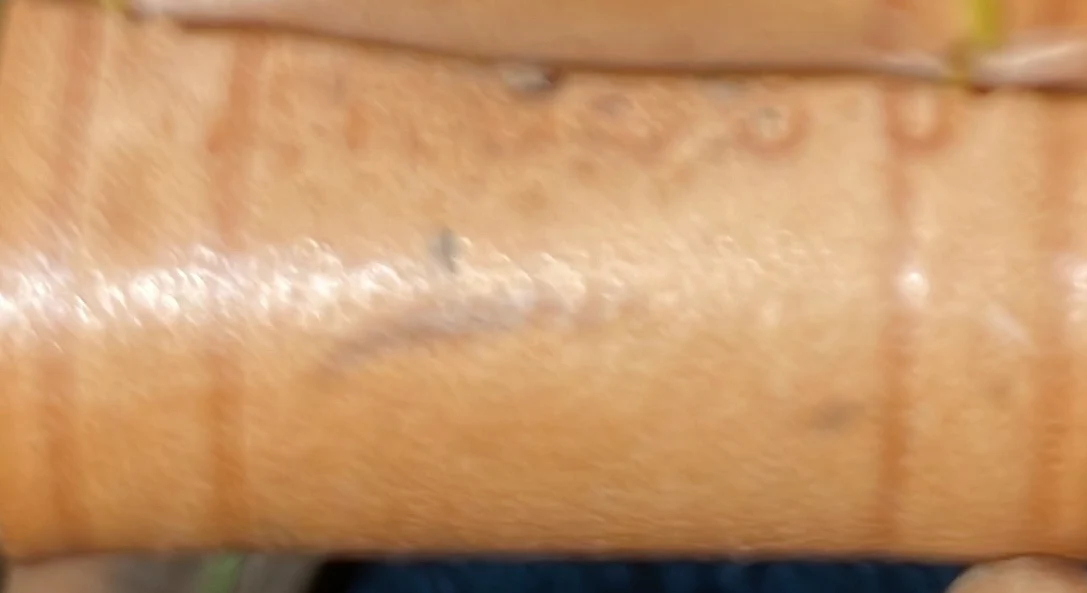 Petit Noe Handbag Monogram Canvas - Deep Luxury