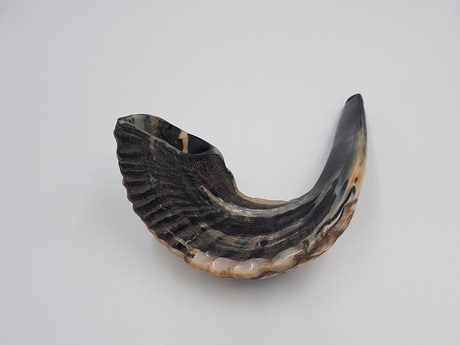 SALE Kosher Black Rams Ram Horn Natural Shofar From Israel Chofar Made in Israel size Between 16-18