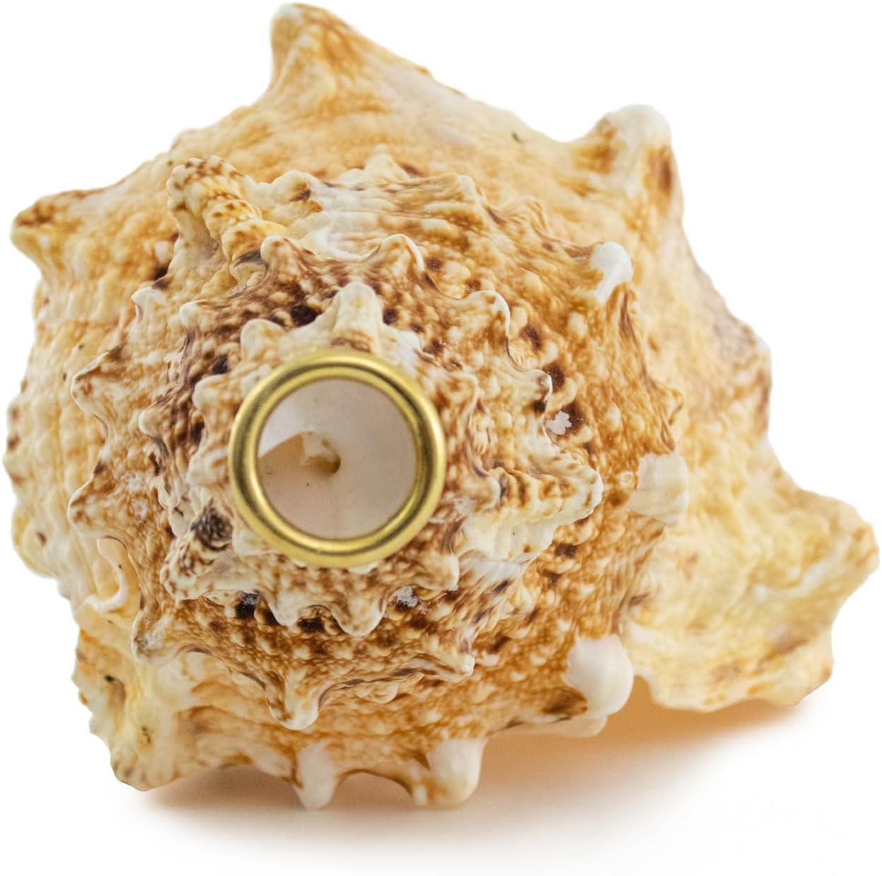 Giant Frog Horn Conchs