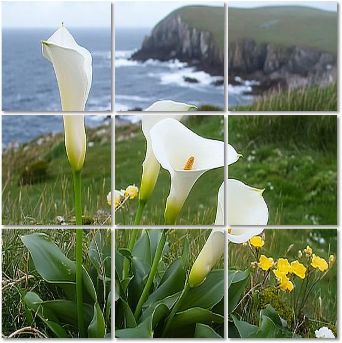 Art Acoustic Panels Self Adhesive calla lilies dingle peninsula ireland lily sea 9 Packs Decorative Soundproof Wall Panels Large Sound Absorbing Panels for Home Office 60