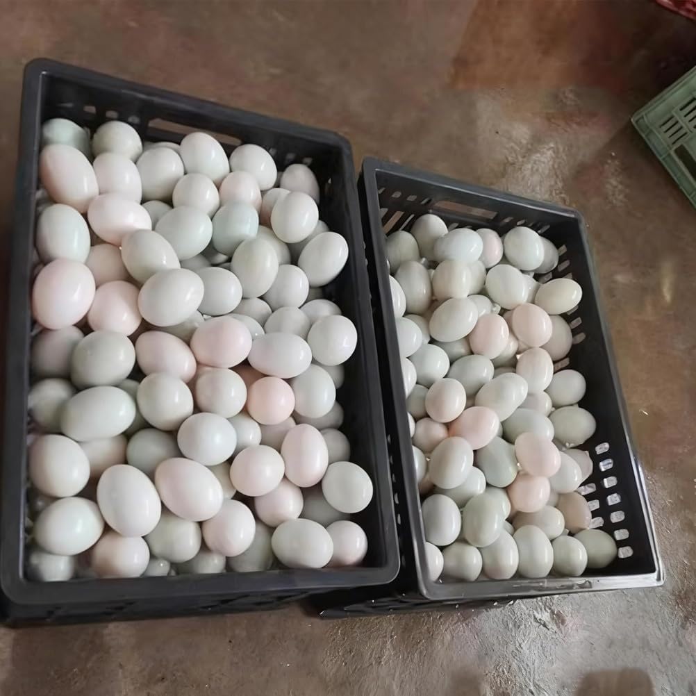 Electric Egg Washing Machine, Fully Automatic Washing Machine, Commercial Egg Surface Cleaning System, Suitable for Farms, Restaurants, and Home Use