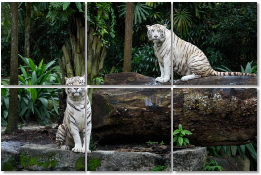 6 Pack Art Acoustic Panels Two white Bengal tigers a jungle Soundproof Wall Panels Padding Decorative Sound Absorbing Panels 72