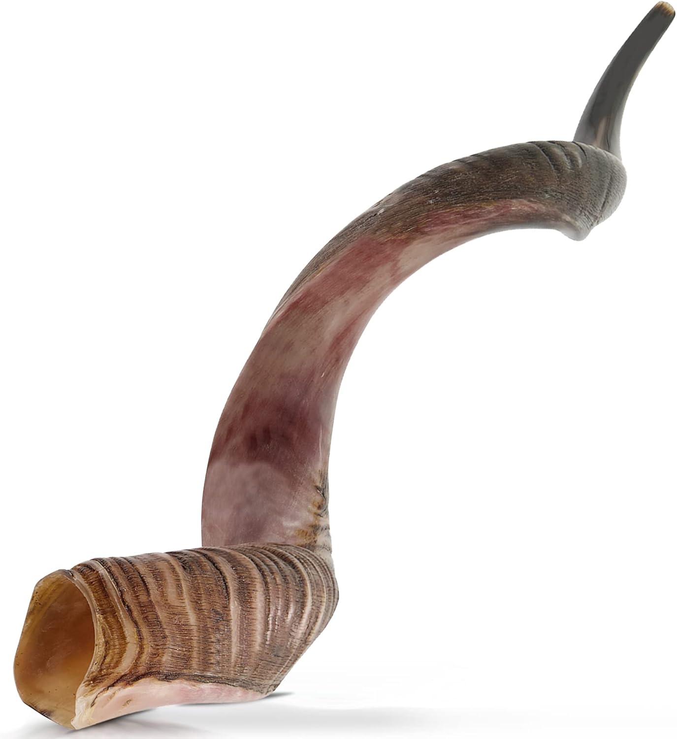 Kudu Shofar | Kosher Horn from Israel | Size 27-31 Inch