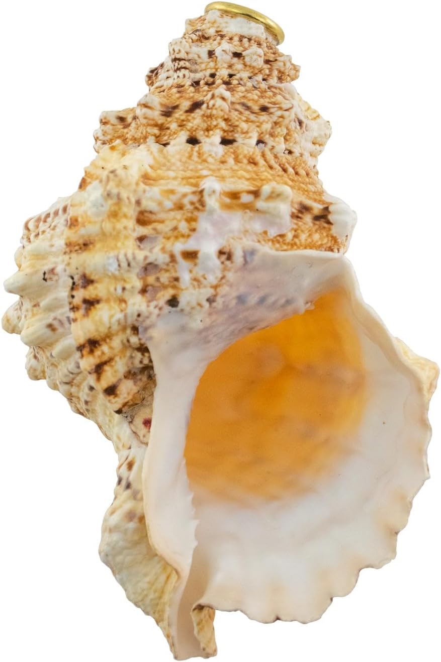 Giant Frog Horn Conchs