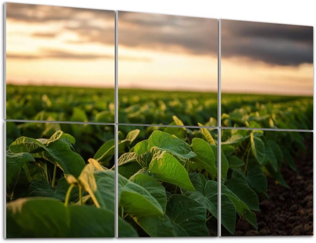 Art Acoustic Panels Self Adhesive Open soybean field sunset 6Packs Decorative Soundproof Wall Panels Large Sound Absorbing Panels for Home Office 48