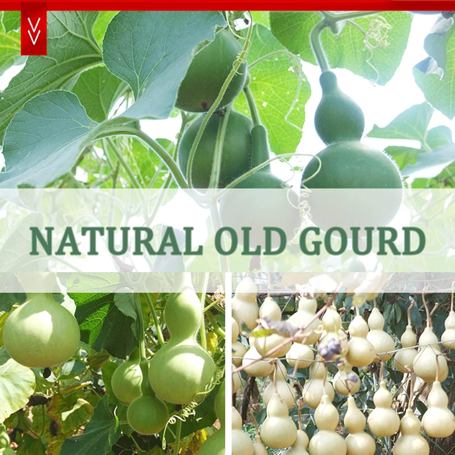 Hulusi Cucurbit Flute，Detachable Bamboo Flute，Handmade Ethnic Instrument，Professional Traditional Instrument Anti Drop，Curcubit Gourd ​Flute for Adult Music Lovers