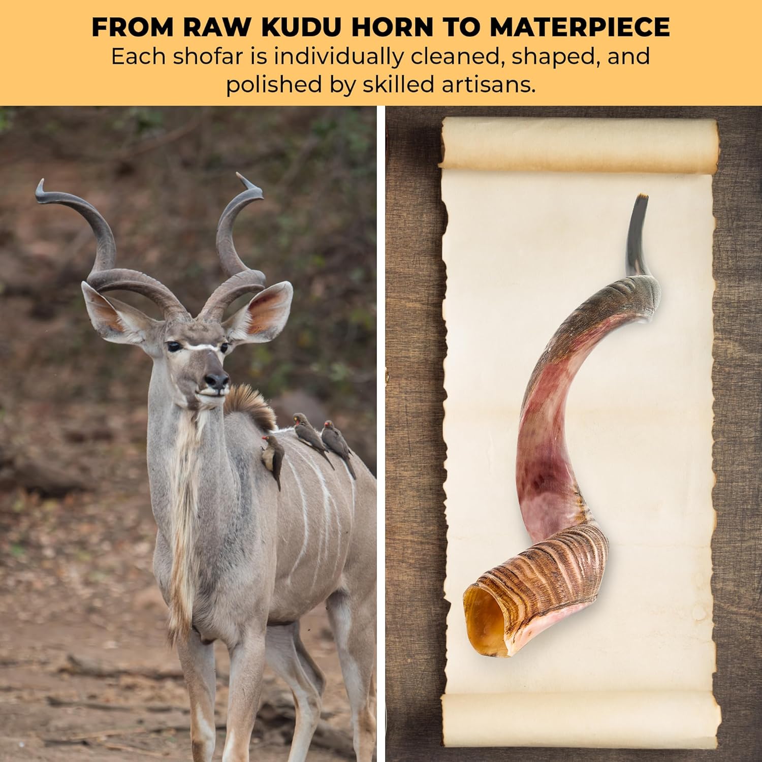 Kudu Shofar | Kosher Horn from Israel | Size 27-31 Inch