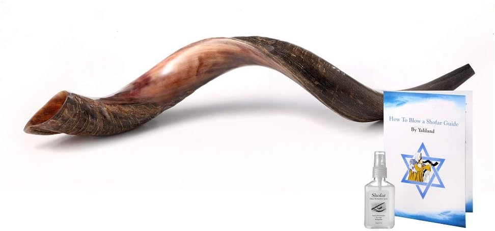 Authentic Yemenite Kudu Shofar Horn 28
