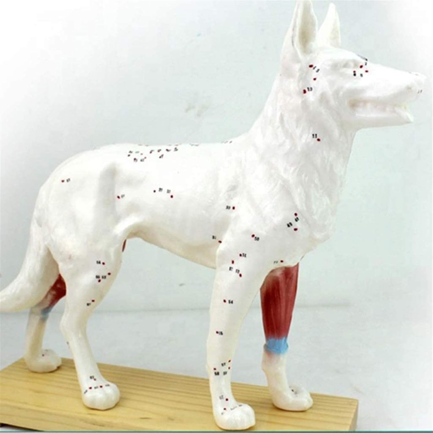 Medical Models, Educational Model Animal Acupuncture Model Animal Anatomy Model Dog/Cat Anatomical Model Cat& Dog Scientific Animal Anatomy,Medical