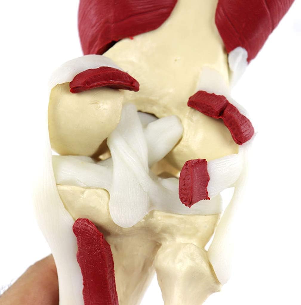 Anatomy Model Human Anatomical Knee Joint Model - PVC Material Muscled Knee Bone Joint Anatomy Human Leg Bone Model - for Medical Supplies Teaching Aid
