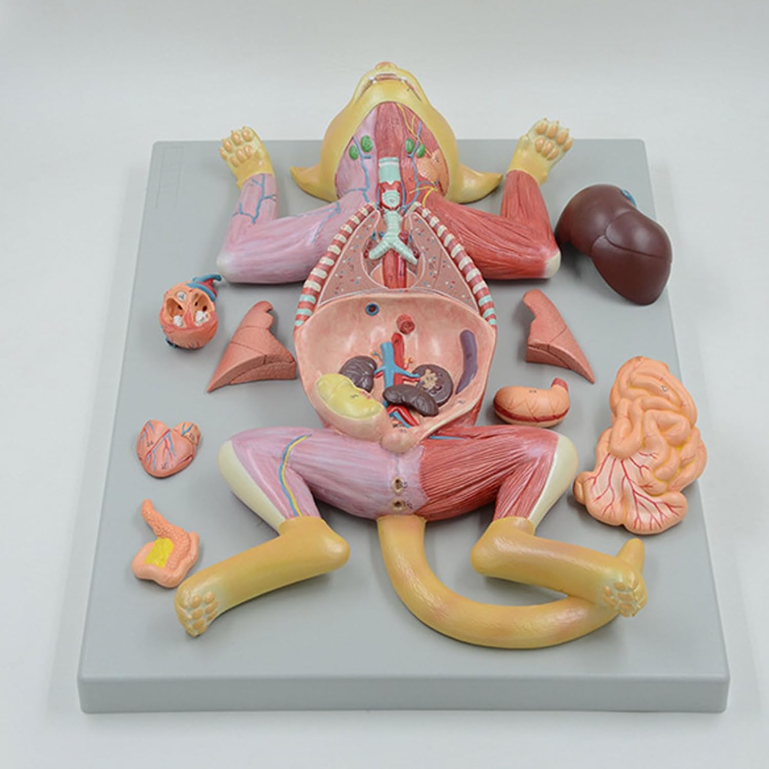 Cat Anatal Model - Life Size Cat Anatomy Model - Separate into 10 Parts Animal Model - PVC Animal Anatal Model - Compatible with Medical Educational Training Anatomy Teaching Model