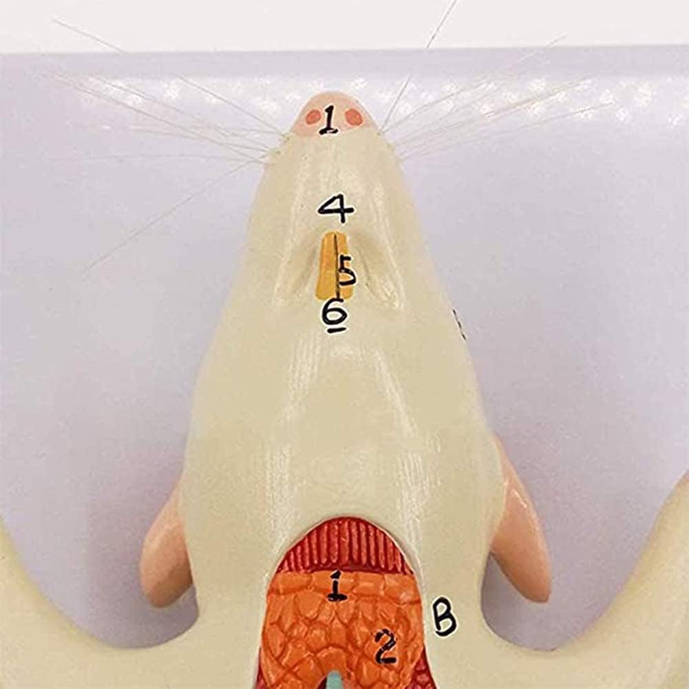 Medical Models, 1:1 Mouse Anatomical Model Animal Anatomy Model Biological Anatomy Mouse Visceral Structure,Full Anatomical Model, for Anatomy