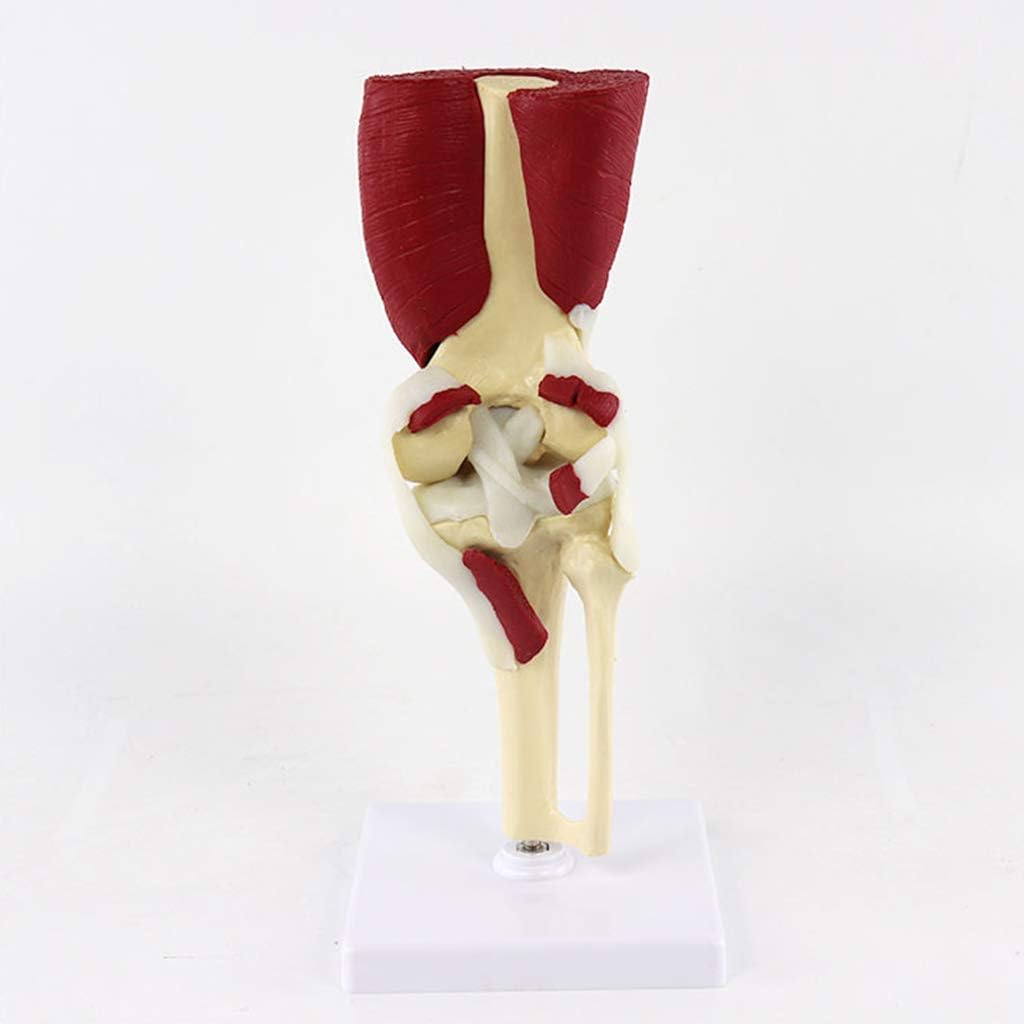 Anatomy Model Human Anatomical Knee Joint Model - PVC Material Muscled Knee Bone Joint Anatomy Human Leg Bone Model - for Medical Supplies Teaching Aid