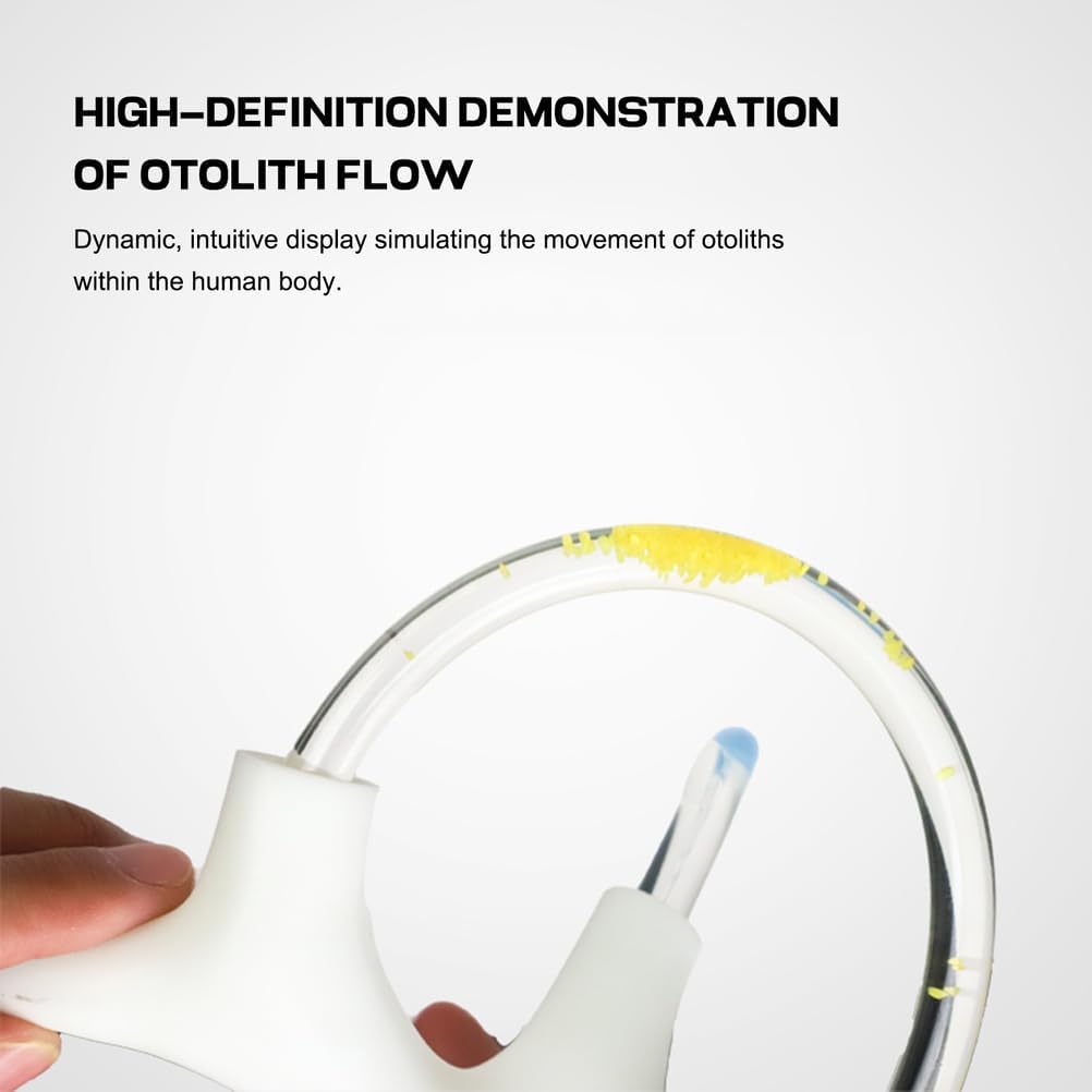 Semicircular Canal Cochlear Teaching Model, Inner Ear Cochlea Model - Cochlear Semicircular Canal and Vestibular Open Anatomical Model Ideal for Anatomical Study,A Pair