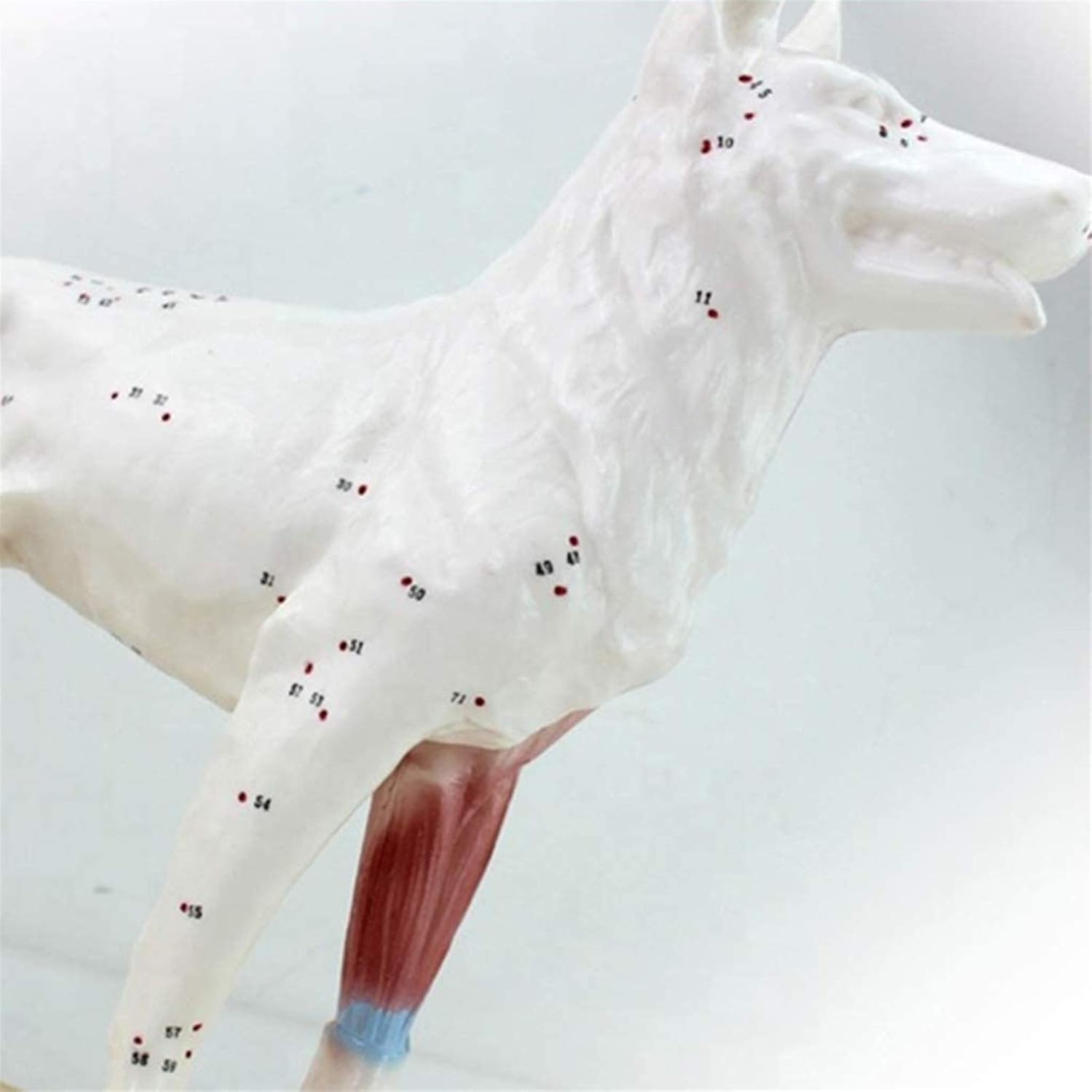 Medical Models, Educational Model Animal Acupuncture Model Animal Anatomy Model Dog/Cat Anatomical Model Cat& Dog Scientific Animal Anatomy,Medical