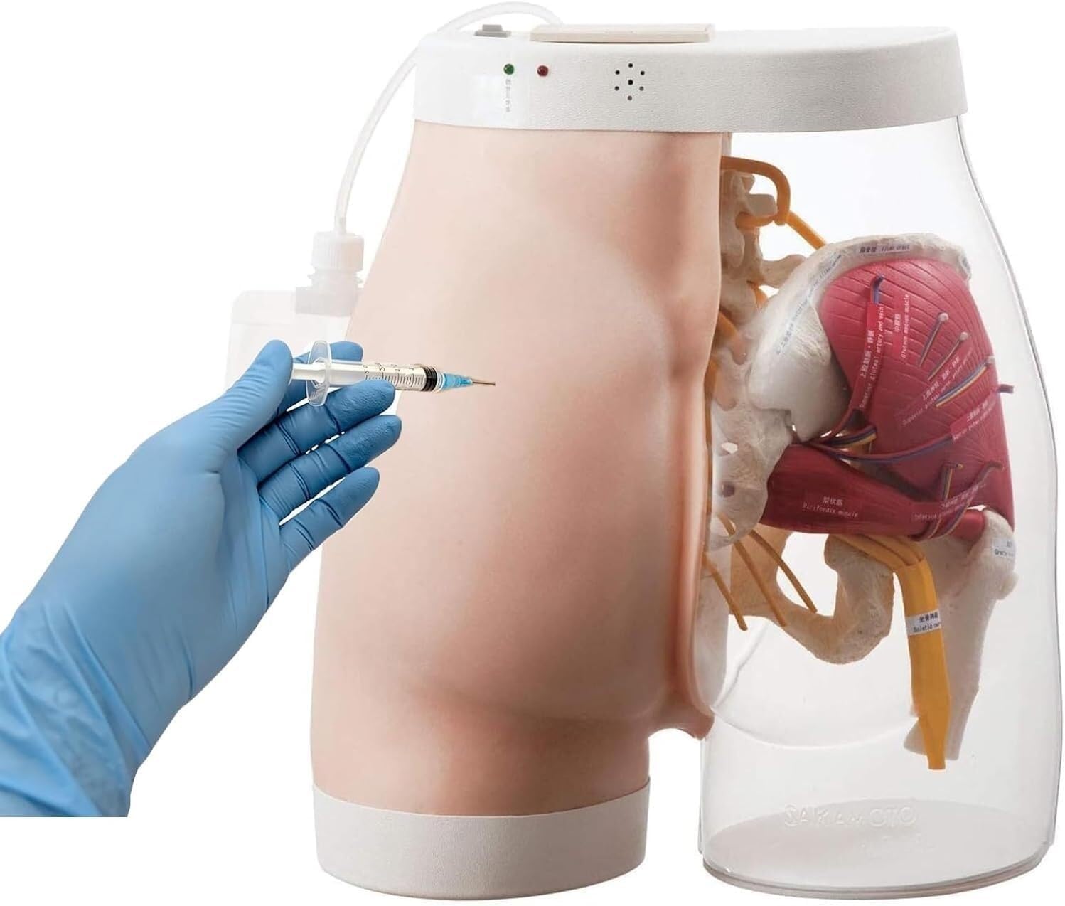 Buttock Training Simulator - Half-Transparent Anatomy Model for Healthcare Use Students and Professionals