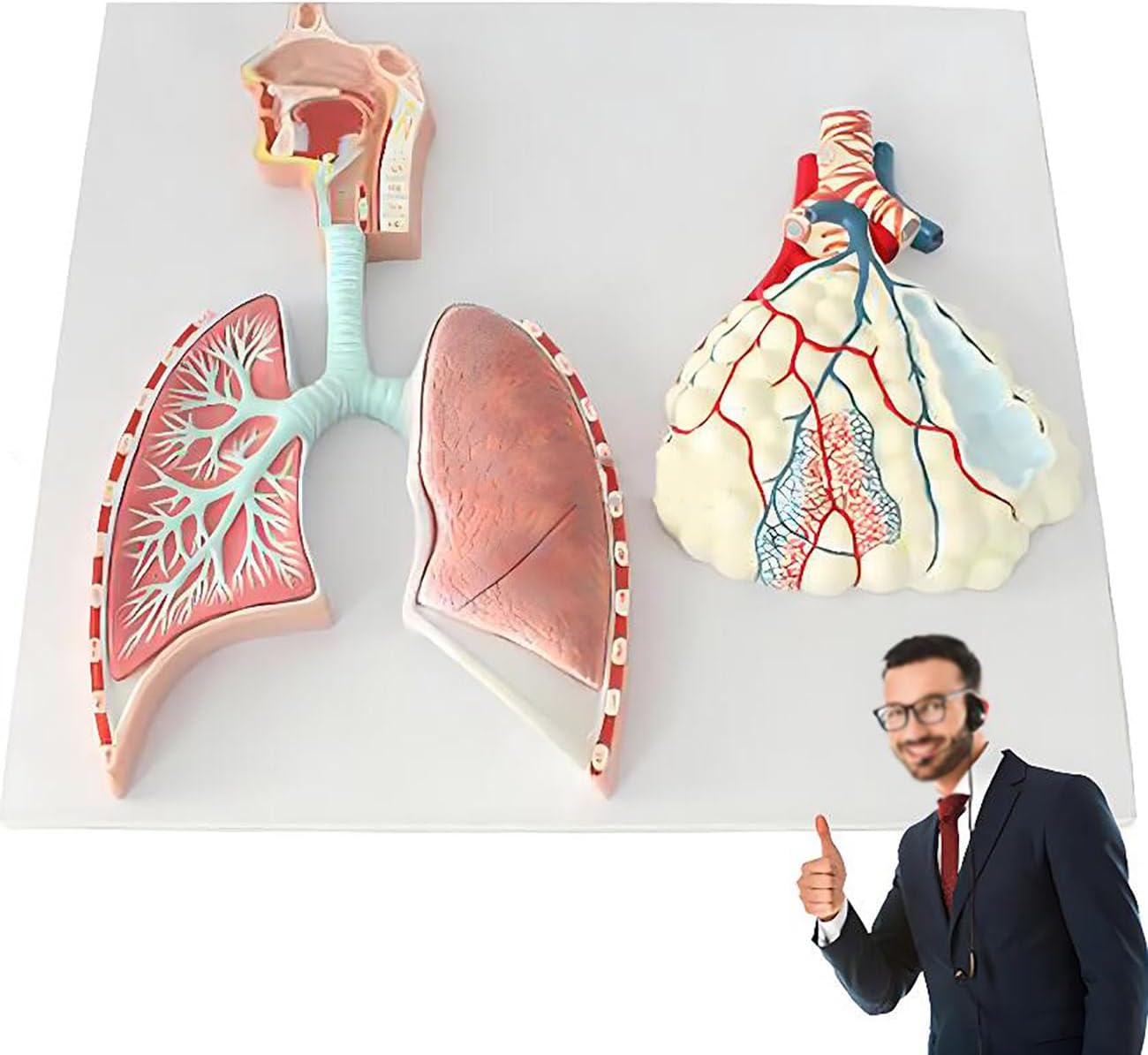Embossed Human Respiratory System Model - Throat, Alveolar Lobes & Bronchial Nose, Educational Tool (53 x 38 x 5.5 cm)