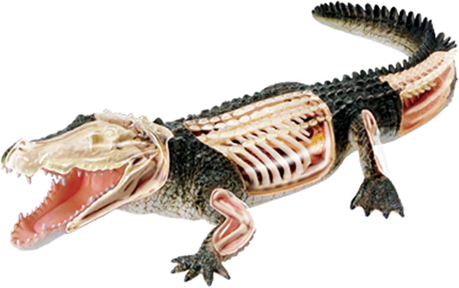 4D Vision Crocodile Anatomy Model,Detachable Organ Model 26 Components,Medical Training Animal Organ Models, Animal Model