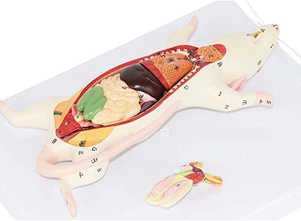 Medical Models, 1:1 Mouse Anatomical Model Animal Anatomy Model Biological Anatomy Mouse Visceral Structure,Full Anatomical Model, for Anatomy