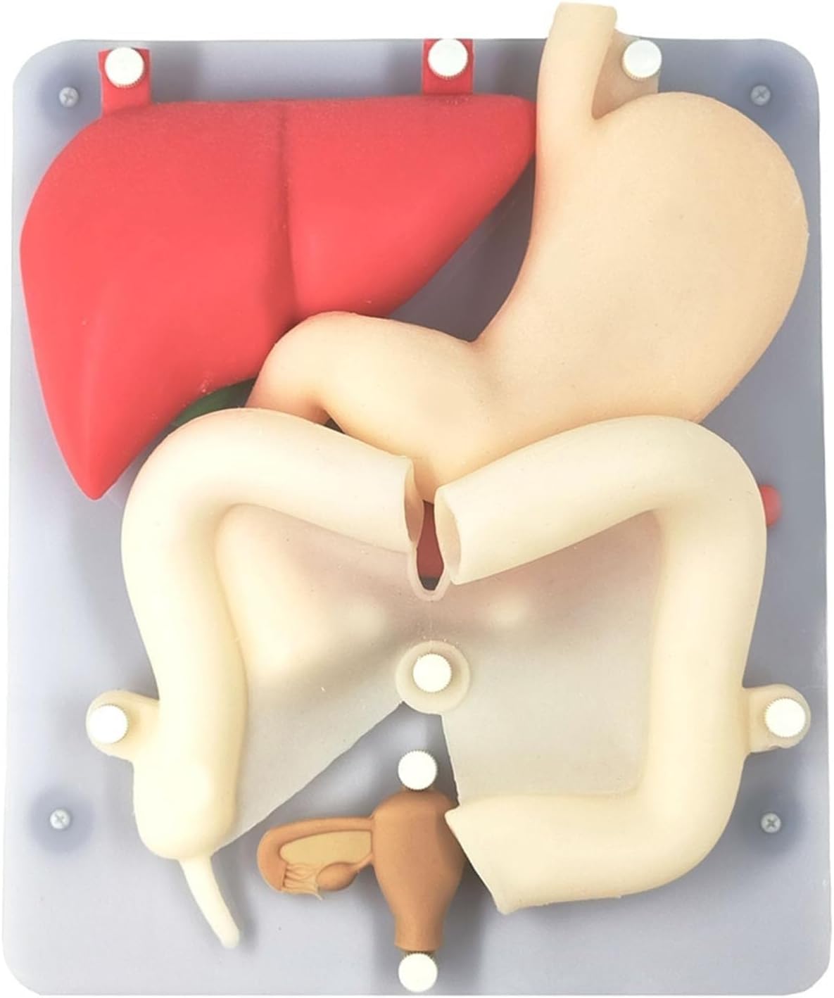 Laparoscopic Training Organ Model, Silicone Organ Soft Hollow Simulation Training, Laparoscopic Surgery Training Module, Urinary System Silicone Organ Model, Practice Gynecological-Related Surgeries