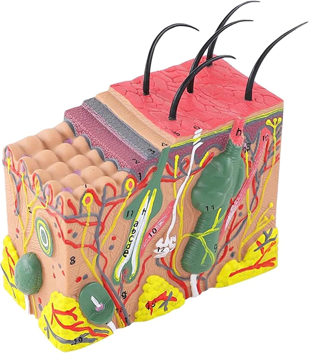 Medical Models,SModel 35X Enlarged Anatomical Model Human SAnatomy Model for Science Class Anatomic Office Skeleton Model