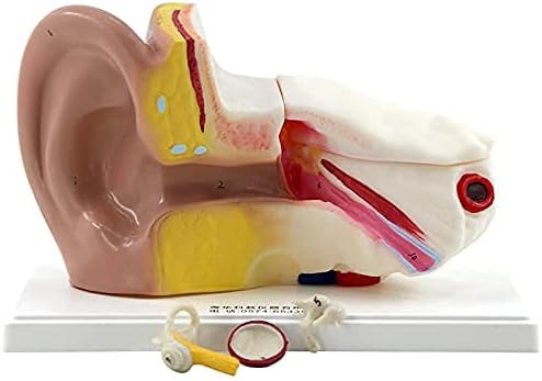 Anatomy Model, Skeleton Model Human Organ Model Ear Model Medical Use Teaching Display Detachable for Teacher Demonstration Ear Ear Shape Structure Model