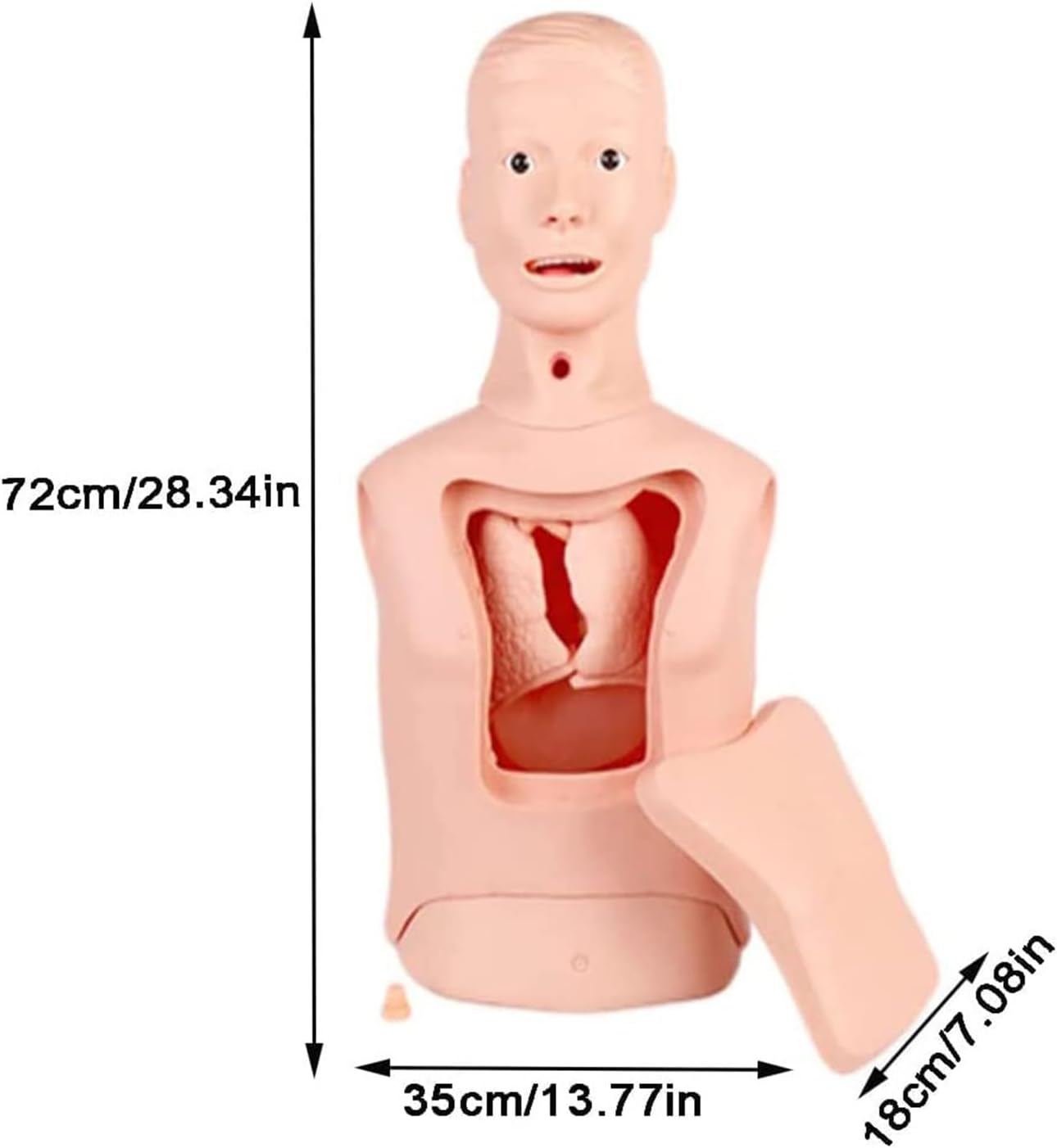 Intubation Gastric Tube Model Training Manikin Advanced Nasogastric Tube and Trachea Care Model Gastric Lavage Tracheostomy Model for Nurse and Medical Students