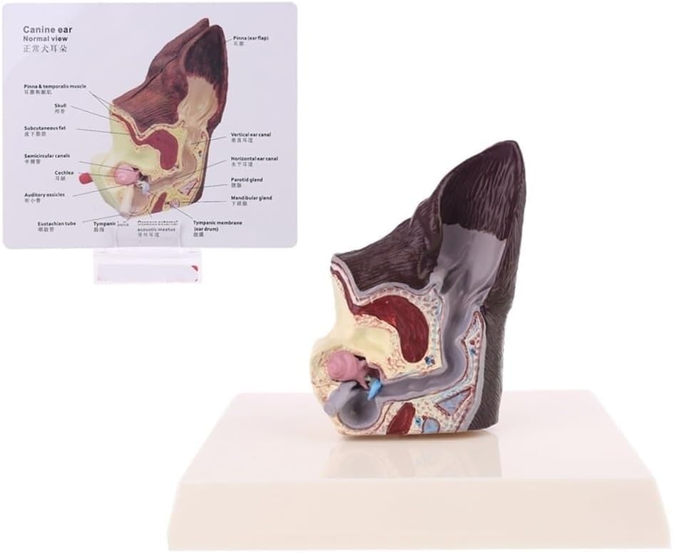 Canine Ear Model, Dog Ear Anatomical Dog Ear Lesion Animal Anatomical Model for Canine Anatomy and Physiology Education Teaching Display Supplies Family Veterinary Equipment