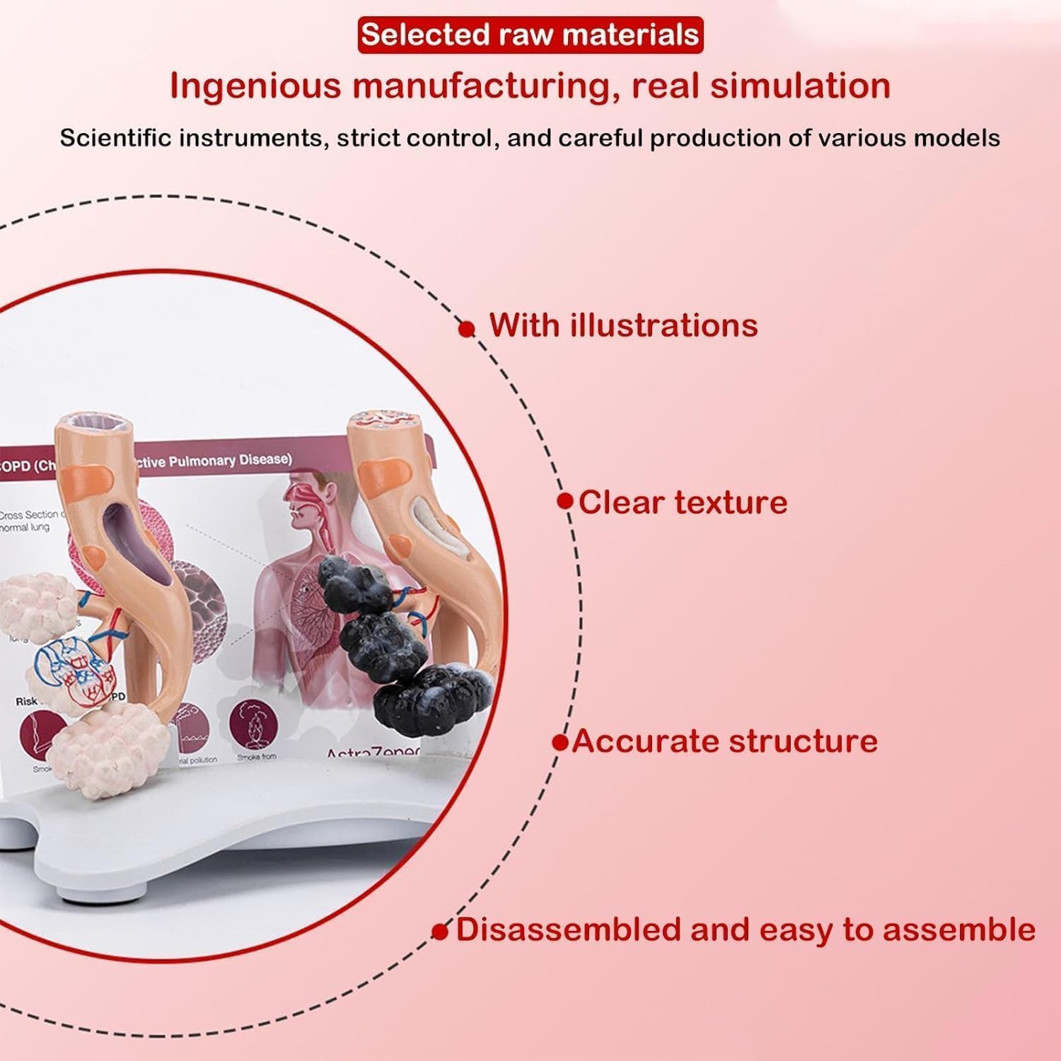 Human Alveolar Anatomical Model, Smoking Alveoli and Healthy Alveoli Comparison Model, Enlarged Alveolar Structure Model, with English Back Card, for Health Teaching