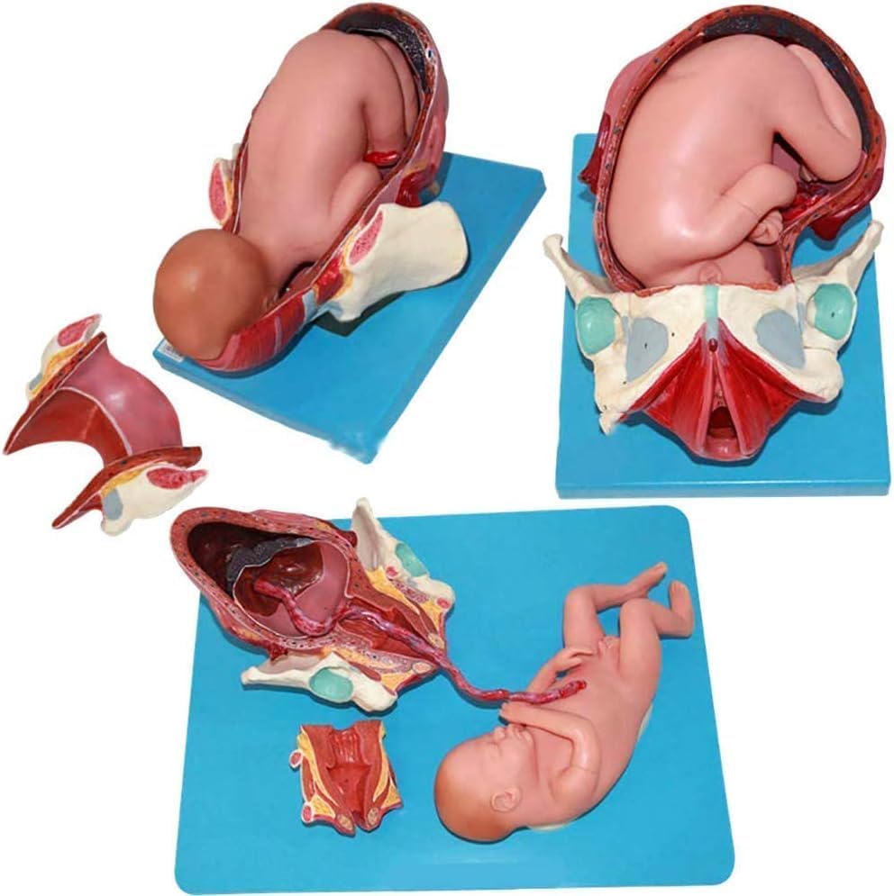 Childbirth Demonstration Pelvis Model for Educational Use - with Removable Organs and Fetus for Natural Childbirth Training