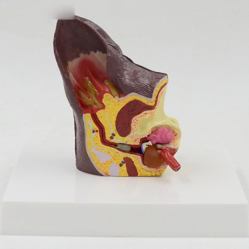 Canine Ear Model, Dog Ear Anatomical Dog Ear Lesion Animal Anatomical Model for Canine Anatomy and Physiology Education Teaching Display Supplies Family Veterinary Equipment