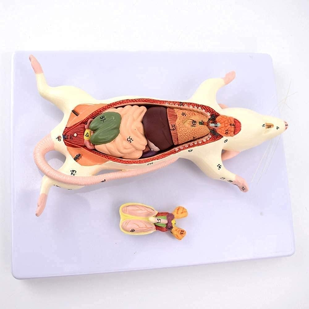 Skeleton Model Rat Anatomical Model Anatomy Animal Educational Training Assistance Medical Handpainted Material