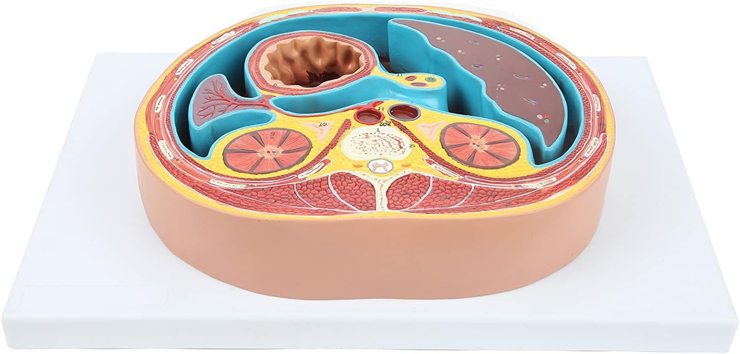 Human Anatomy Model of Abdominal Cross Section Lumbar Vertebra Human Thoracic Model Cross-Sectional Model of The Thoracic Cavity Urinary Teaching Anatomy Model