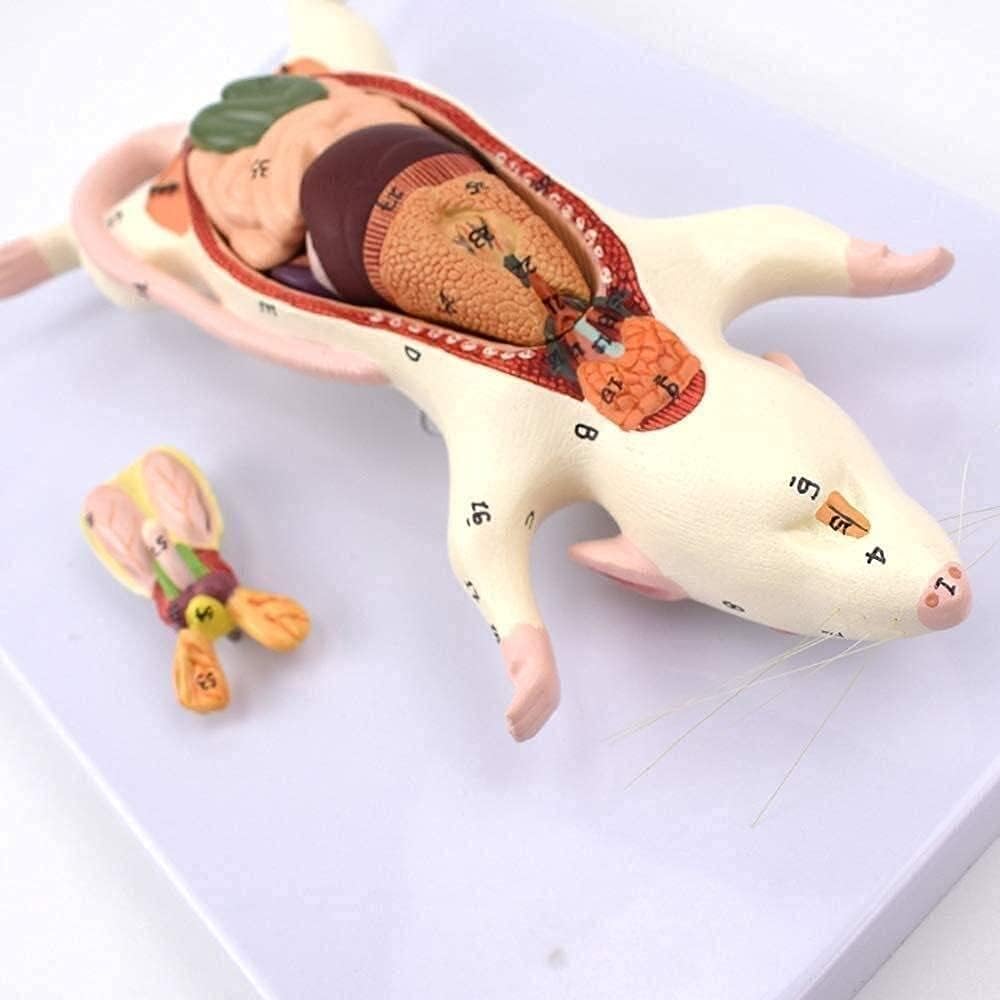 Skeleton Model Rat Anatomical Model Anatomy Animal Educational Training Assistance Medical Handpainted Material